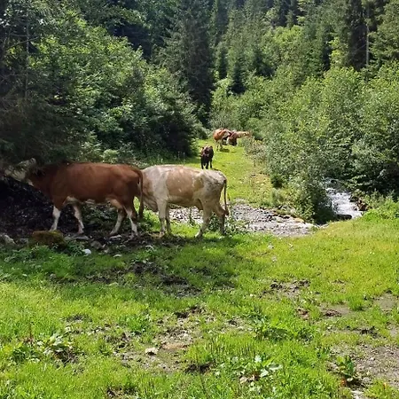 Apartament Bergtime *