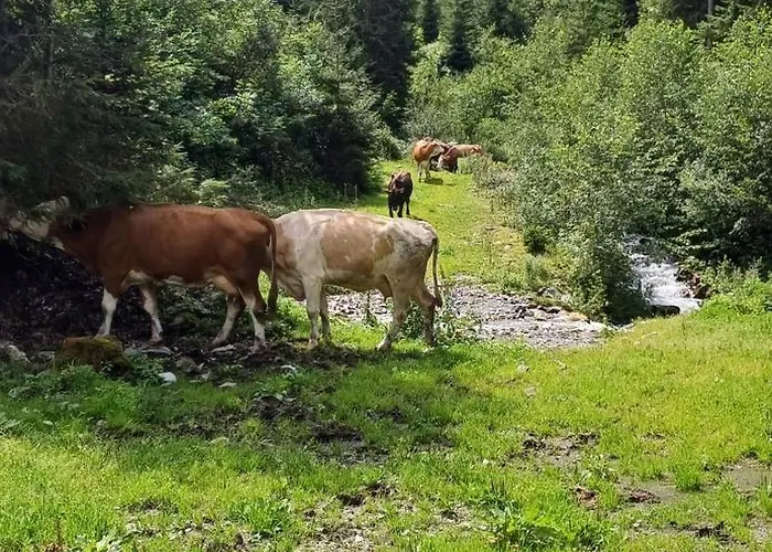 Apartment Bergtime *